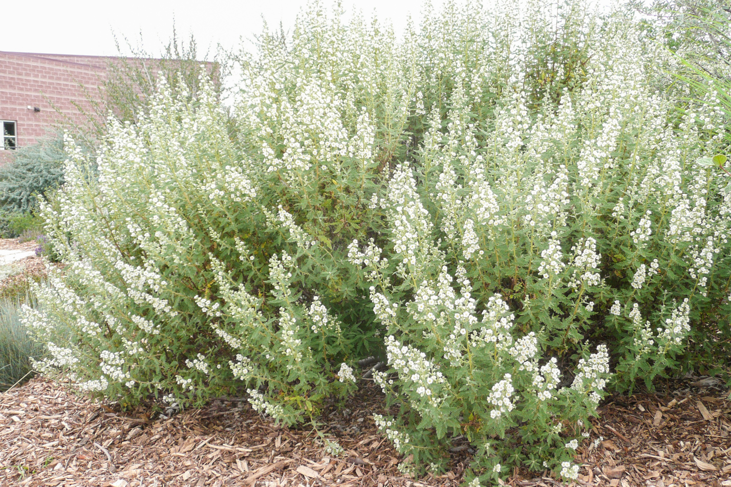Fernbush